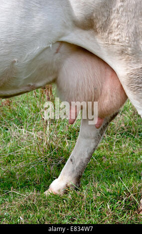 Euter einer jungen Kuh Stockfoto