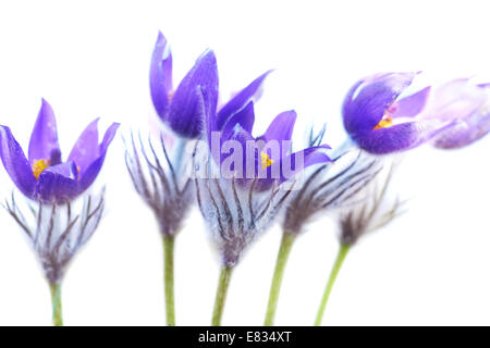 Violette Blumen (Pulsatilla Patens) isoliert auf weißem Hintergrund Stockfoto