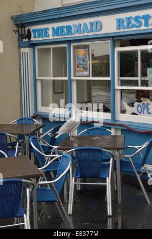 Silbermöwe thront auf einem Cafe Tabelle. Hastings Stockfoto