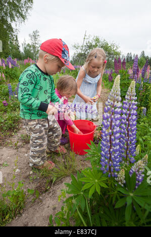 Kinder, die Blumen zu pflücken, Straßenrand (Lupinus Polyphyllus, invasive gebietsfremde Arten) Stockfoto