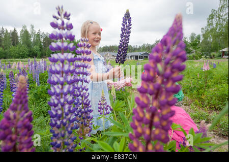 Kinder, die Blumen zu pflücken, Straßenrand (Lupinus Polyphyllus, invasive gebietsfremde Arten) Stockfoto