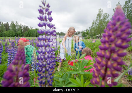 Kinder, die Blumen zu pflücken, Straßenrand (Lupinus Polyphyllus, invasive gebietsfremde Arten) Stockfoto