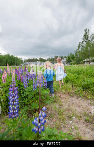 Kinder, die Blumen zu pflücken, Straßenrand (Lupinus Polyphyllus, invasive gebietsfremde Arten) Stockfoto