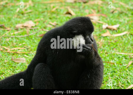 schöne männliche weiße-cheeked Gibbon (Nomascus Leucogenys) sitzen am Boden Stockfoto