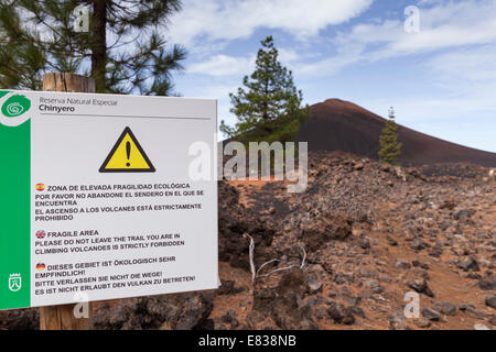 Chinyero Naturschutzgebiet, Website der letzte Vulkanausbruch auf Teneriffa, Kanarische Inseln, Spanien. Stockfoto