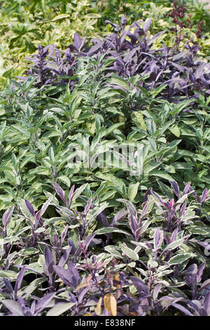 Salvia Officinalis. Salbei-Bett im Gemüsegarten, verschiedene Sorten. Stockfoto