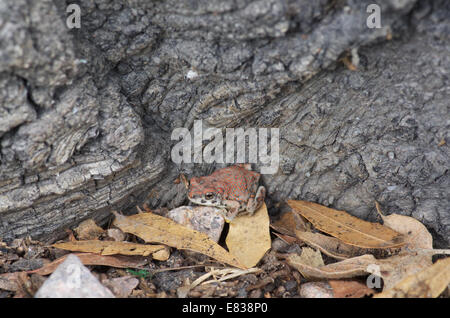 Eine juvenile rot gefleckten Kröte (Anaxyrus Punctatus) kauert gegen einen dicken Baumstamm in Santa Cruz County, Arizona. Stockfoto