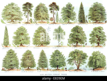 Lithographie unsere britischen Waldbäume ca. 1885 Stockfoto