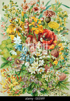 Lithographie Lithografie Litho Druck von englischen Wildblumen ca. 1885 Stockfoto