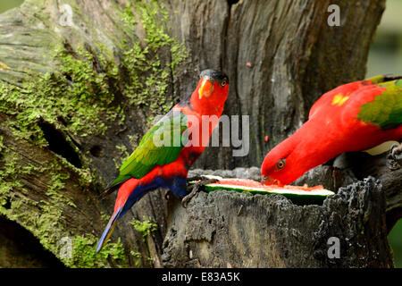 schöne Frauenlori (Lorius Lory) am Walde Stockfoto