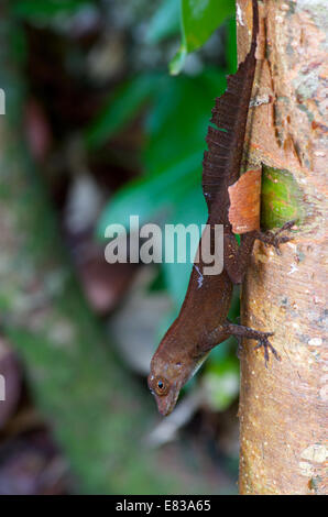 Ein Puerto Rican Crested Anole (Anolis Cristatellus Cristatellus) mit dinosaurierartige Schweif Cueva María De La Cruz. Stockfoto