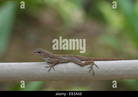 Ein Puerto Rican Crested Anole (Anolis Cristatellus Cristatellus) auf einem Geländer im Besucherzentrum El Yunque National Forest. Stockfoto