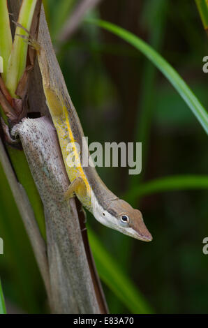 Ein Puerto Rican Busch Anole (Anolis Pulchellus) fügt sich die Pflanzen auf dem Balkon des Arecibo-Observatorium in Puerto Rico Stockfoto