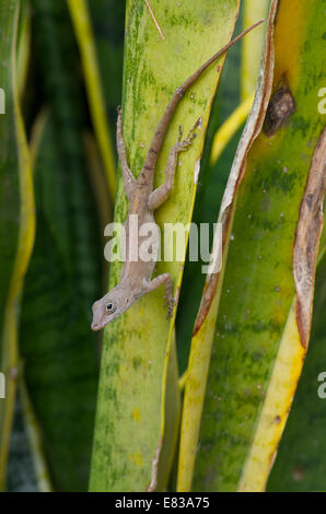 Ein Puerto Rican Crested Anole (Anolis Cristatellus Cristatellus) thront in Hof Pflanzen in Old San Juan, Puerto Rico. Stockfoto