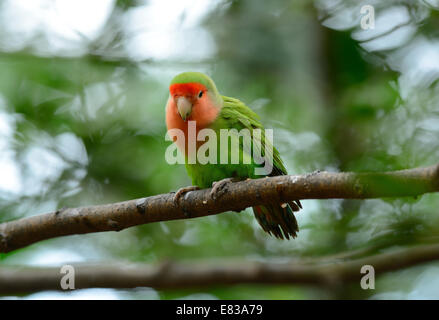 schöne rosa konfrontiert Lovebird (Agapornis Roseicollis) am Walde Stockfoto