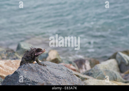 Ein grüner Leguan (Iguana Iguana) sonnen sich auf einem Deich in Charlotte Amalie, St. Thomas, Amerikanische Jungferninseln. Stockfoto