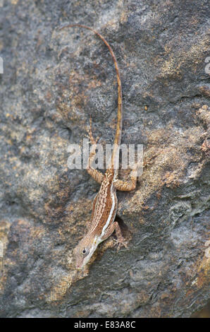 Ein Anguilla Bank Baum Anole (Anolis Gingivinus) auf einem Felsen im Filipsburg, Sint Maarten in der Karibik. Stockfoto