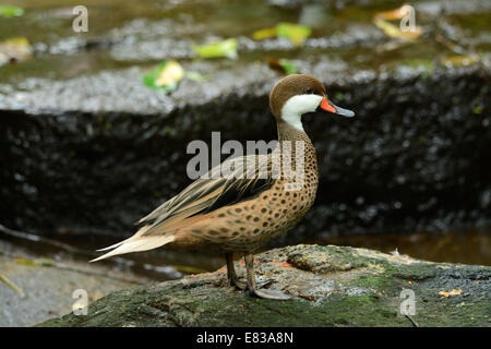 schöne rot-billed Krickente (Anas Erythrorhyncha) auf dem Boden Stockfoto