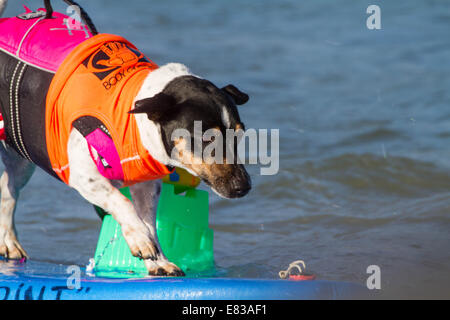 28. September 2014 kam - Huntington, CA, USA - weltberühmten Unleashed durch Petco Surf City Surf DogÂ® Wettbewerb Hunde von ganz über dem Land, in den rauen Gewässern aus Huntington Beach, Kalifornien zu konkurrieren. Einige Teilnehmer kamen aus so weit wie Brasilien. Der Strand war voll mit gut aussehenden, Hundeliebhaber und Surfer gleichermaßen. Es gab mehrere Kategorien von kleinen Hunden zu groß... Sehen Sie hier: (Credit-Bild: © Daren Fentiman/ZUMA Draht) Stockfoto