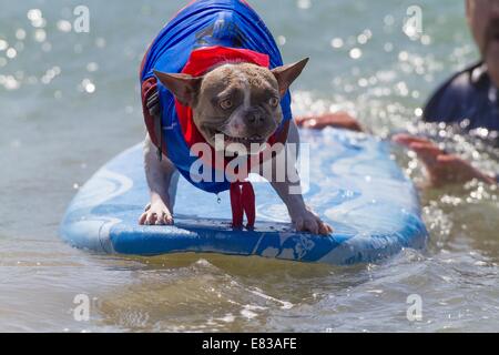 28. September 2014 kam - Huntington, CA, USA - weltberühmten Unleashed durch Petco Surf City Surf DogÂ® Wettbewerb Hunde von ganz über dem Land, in den rauen Gewässern aus Huntington Beach, Kalifornien zu konkurrieren. Einige Teilnehmer kamen aus so weit wie Brasilien. Der Strand war voll mit gut aussehenden, Hundeliebhaber und Surfer gleichermaßen. Es gab mehrere Kategorien von kleinen Hunden zu groß... Sehen Sie hier: (Credit-Bild: © Daren Fentiman/ZUMA Draht) Stockfoto