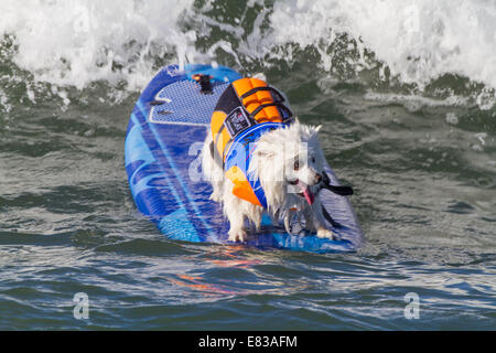 28. September 2014 kam - Huntington, CA, USA - weltberühmten Unleashed durch Petco Surf City Surf DogÂ® Wettbewerb Hunde von ganz über dem Land, in den rauen Gewässern aus Huntington Beach, Kalifornien zu konkurrieren. Einige Teilnehmer kamen aus so weit wie Brasilien. Der Strand war voll mit gut aussehenden, Hundeliebhaber und Surfer gleichermaßen. Es gab mehrere Kategorien von kleinen Hunden zu groß... Sehen Sie hier: (Credit-Bild: © Daren Fentiman/ZUMA Draht) Stockfoto