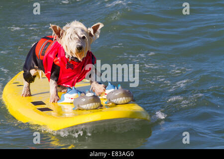 28. September 2014 kam - Huntington, CA, USA - weltberühmten Unleashed durch Petco Surf City Surf DogÂ® Wettbewerb Hunde von ganz über dem Land, in den rauen Gewässern aus Huntington Beach, Kalifornien zu konkurrieren. Einige Teilnehmer kamen aus so weit wie Brasilien. Der Strand war voll mit gut aussehenden, Hundeliebhaber und Surfer gleichermaßen. Es gab mehrere Kategorien von kleinen Hunden zu groß... Sehen Sie hier: (Credit-Bild: © Daren Fentiman/ZUMA Draht) Stockfoto