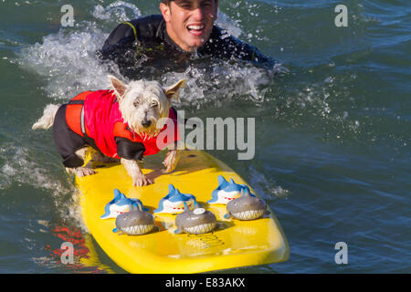 28. September 2014 kam - Huntington, CA, USA - weltberühmten Unleashed durch Petco Surf City Surf DogÂ® Wettbewerb Hunde von ganz über dem Land, in den rauen Gewässern aus Huntington Beach, Kalifornien zu konkurrieren. Einige Teilnehmer kamen aus so weit wie Brasilien. Der Strand war voll mit gut aussehenden, Hundeliebhaber und Surfer gleichermaßen. Es gab mehrere Kategorien von kleinen Hunden zu groß... Sehen Sie hier: (Credit-Bild: © Daren Fentiman/ZUMA Draht) Stockfoto