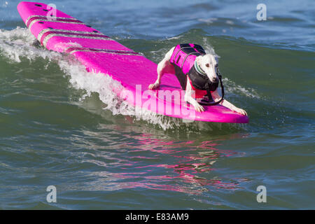 28. September 2014 kam - Huntington, CA, USA - weltberühmten Unleashed durch Petco Surf City Surf DogÂ¨ Wettbewerb Hunde von ganz über dem Land, in den rauen Gewässern aus Huntington Beach, Kalifornien zu konkurrieren. Einige Teilnehmer kamen aus so weit wie Brasilien. Der Strand war voll mit gut aussehenden, Hundeliebhaber und Surfer gleichermaßen. Es gab mehrere Kategorien von kleinen Hunden zu groß... Sehen Sie hier:. Bohnen der Whippet (Credit-Bild: © Daren Fentiman/ZUMA Draht) Stockfoto