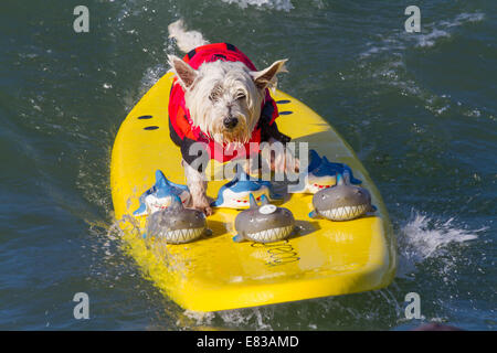 28. September 2014 kam - Huntington, CA, USA - weltberühmten Unleashed durch Petco Surf City Surf DogÂ® Wettbewerb Hunde von ganz über dem Land, in den rauen Gewässern aus Huntington Beach, Kalifornien zu konkurrieren. Einige Teilnehmer kamen aus so weit wie Brasilien. Der Strand war voll mit gut aussehenden, Hundeliebhaber und Surfer gleichermaßen. Es gab mehrere Kategorien von kleinen Hunden zu groß... Sehen Sie hier: (Credit-Bild: © Daren Fentiman/ZUMA Draht) Stockfoto