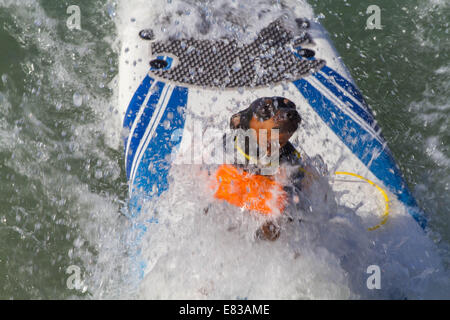 28. September 2014 kam - Huntington, CA, USA - weltberühmten Unleashed durch Petco Surf City Surf DogÂ® Wettbewerb Hunde von ganz über dem Land, in den rauen Gewässern aus Huntington Beach, Kalifornien zu konkurrieren. Einige Teilnehmer kamen aus so weit wie Brasilien. Der Strand war voll mit gut aussehenden, Hundeliebhaber und Surfer gleichermaßen. Es gab mehrere Kategorien von kleinen Hunden zu groß... Sehen Sie hier: (Credit-Bild: © Daren Fentiman/ZUMA Draht) Stockfoto