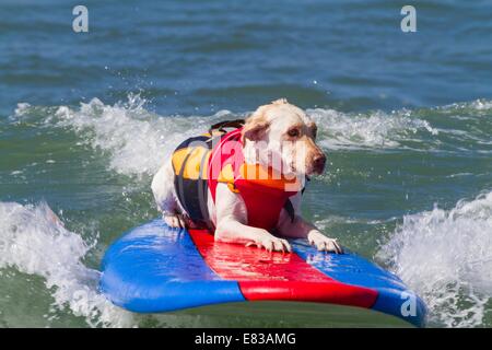 28. September 2014 kam - Huntington, CA, USA - weltberühmten Unleashed durch Petco Surf City Surf DogÂ® Wettbewerb Hunde von ganz über dem Land, in den rauen Gewässern aus Huntington Beach, Kalifornien zu konkurrieren. Einige Teilnehmer kamen aus so weit wie Brasilien. Der Strand war voll mit gut aussehenden, Hundeliebhaber und Surfer gleichermaßen. Es gab mehrere Kategorien von kleinen Hunden zu groß... Sehen Sie hier: (Credit-Bild: © Daren Fentiman/ZUMA Draht) Stockfoto