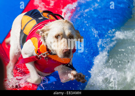 28. September 2014 kam - Huntington, CA, USA - weltberühmten Unleashed durch Petco Surf City Surf DogÂ® Wettbewerb Hunde von ganz über dem Land, in den rauen Gewässern aus Huntington Beach, Kalifornien zu konkurrieren. Einige Teilnehmer kamen aus so weit wie Brasilien. Der Strand war voll mit gut aussehenden, Hundeliebhaber und Surfer gleichermaßen. Es gab mehrere Kategorien von kleinen Hunden zu groß... Sehen Sie hier: (Credit-Bild: © Daren Fentiman/ZUMA Draht) Stockfoto