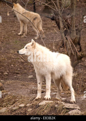 Grauer Wolf Pack, Canis Lupus Stockfoto