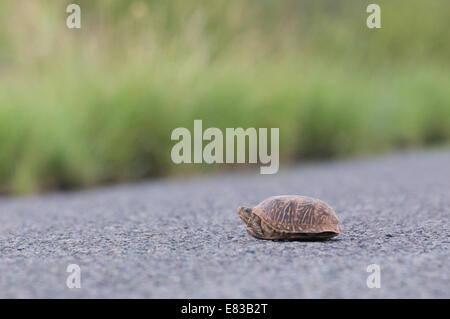 Eine Wüste-Kasten-Schildkröte (Terrapene Ornata Luteola) angehalten, in der Mitte eine asphaltierte Straße in Hidalgo County, New Mexico Stockfoto