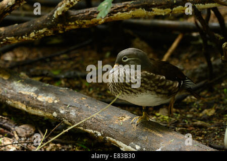 schöne weibliche Mandarinente (Aix Galericulata) auf dem Boden Stockfoto