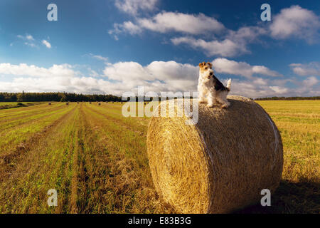 Eine Wire Fox Terrier hoch oben auf einem Heuballen in einem Feld von Prince-Edward-Insel. Stockfoto