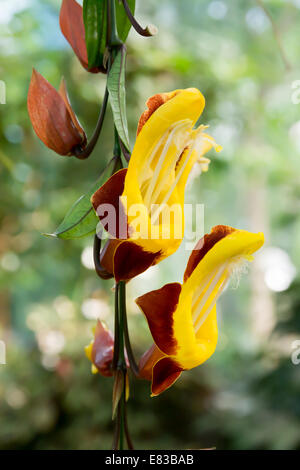 Thunbergia Mysorensis clock Rebe, Frauenschuh Rebe, Puppen Schuhe, Ziegel und Butter Rebe. Stockfoto