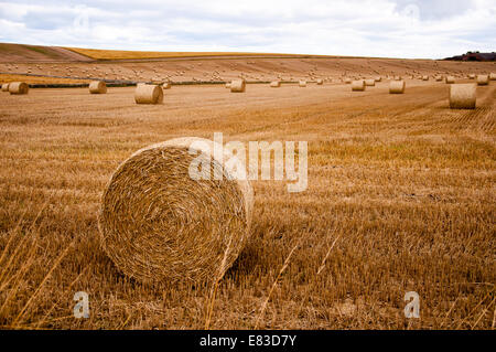 Strohballen auf einem Feld im Herbst Stockfoto