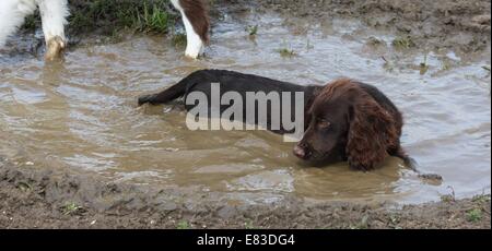 Schlammig braun arbeiten Typ Cocker Spaniel Haustier Jagdhund in einer schlammigen Pfütze liegend Stockfoto