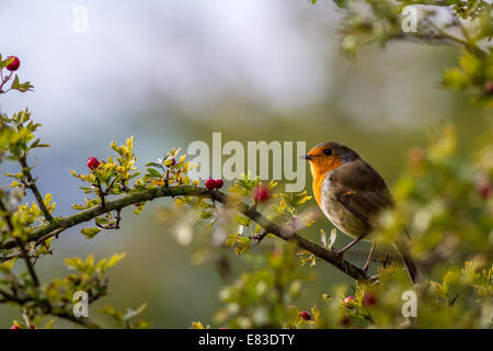 Robin in Weihnachten - Art Scene mit roten Beeren in der Hecke, Großbritannien Stockfoto
