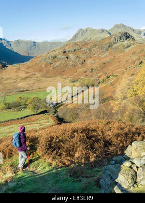 Hill-Walker an den Hängen des Lingmoor fiel mit der Langdale Pikes darüber hinaus. Langdale, Cumbria, England, UK Stockfoto