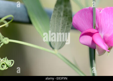 Nahaufnahme von roten Blume, Makro Stockfoto