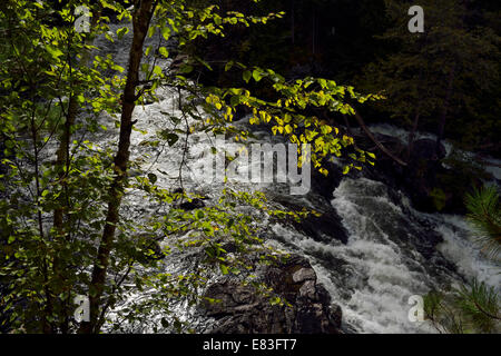Birke am Amable du Fond River fällt Stromschnellen Eau Claire Gorge Conservation Bereich Nord-Ontario Kanada Stockfoto