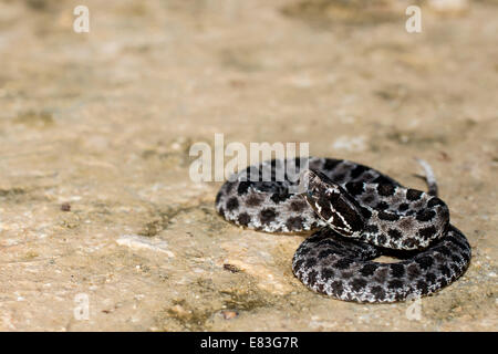 Altrosa pygmy Rattlesnake (Sistrurus Miliarius Barbouri) auf Lehm Stockfoto