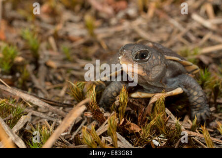 Baby-östliche Kasten-Schildkröte - Terrapene Carolina carolina Stockfoto