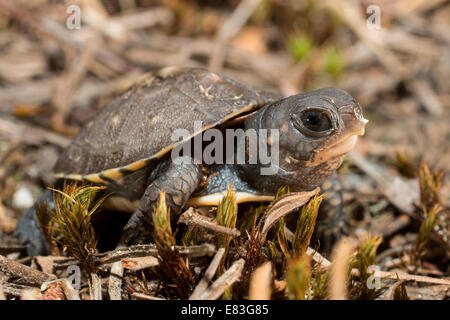 Baby-östliche Kasten-Schildkröte - Terrapene Carolina carolina Stockfoto