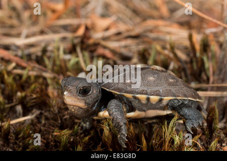 Baby-östliche Kasten-Schildkröte - Terrapene Carolina carolina Stockfoto