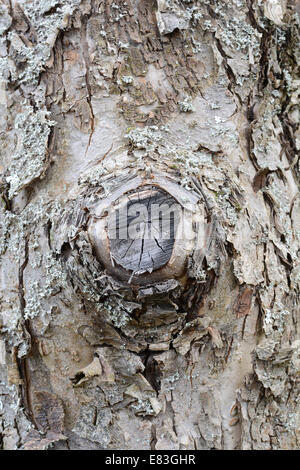 Alte Holz Baum Textur Hintergrundmuster Stockfoto