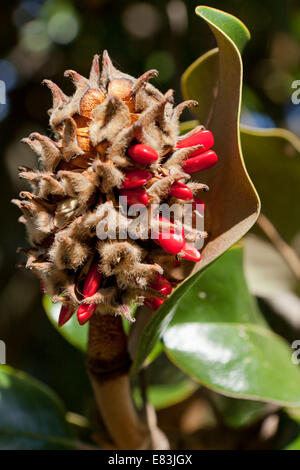 Reife Magnolie Frucht und Samen (Magnolia Grandiflora) - Virginia USA Stockfoto