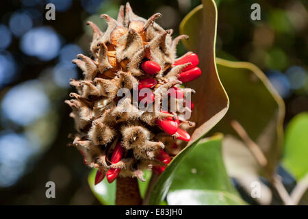 Reife Magnolie Frucht und Samen (Magnolia Grandiflora) - Virginia USA Stockfoto